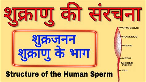 spermatozoa in hindi